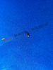 ZF 4WG200 Slot Pin 0631 329 267